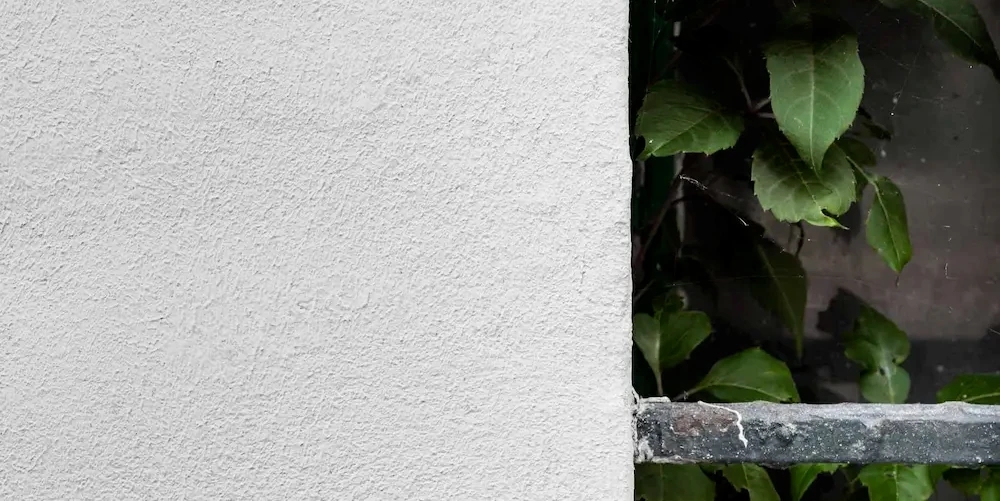 White wall with ivy to the left side of it